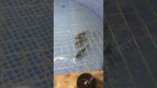 Запуск биофильтра УЗВ смотреть онлайн