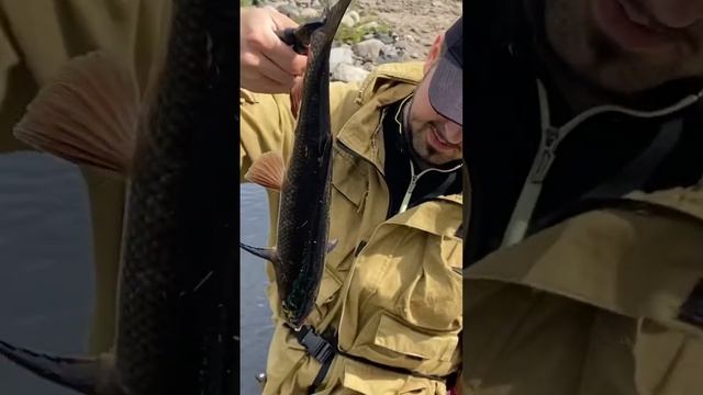 Взяли Язя смотреть онлайн