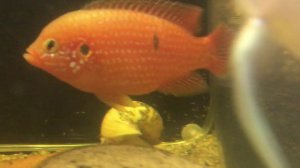 Хромис-красавец первое потомство