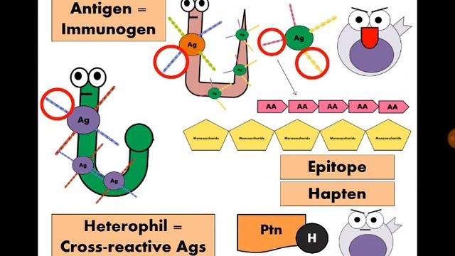 Immunity 3. Antigen مولد المضاد смотреть онлайн