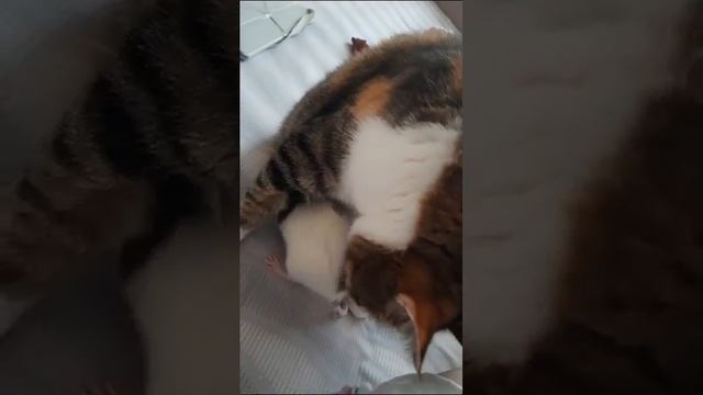 Храбрый крыс. storage rat. смотреть онлайн