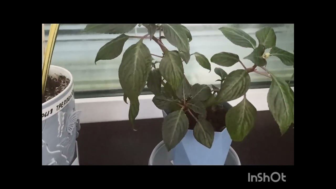 Мои домашние растения❤❤❤👍 смотреть онлайн