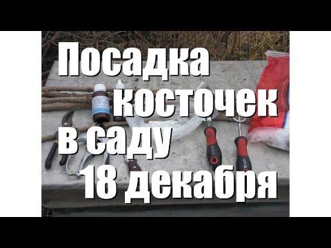 Эксперимент по зимней посадке в саду косточек плодовых деревьев, 18.12.2021 года | Садоводство смотреть онлайн