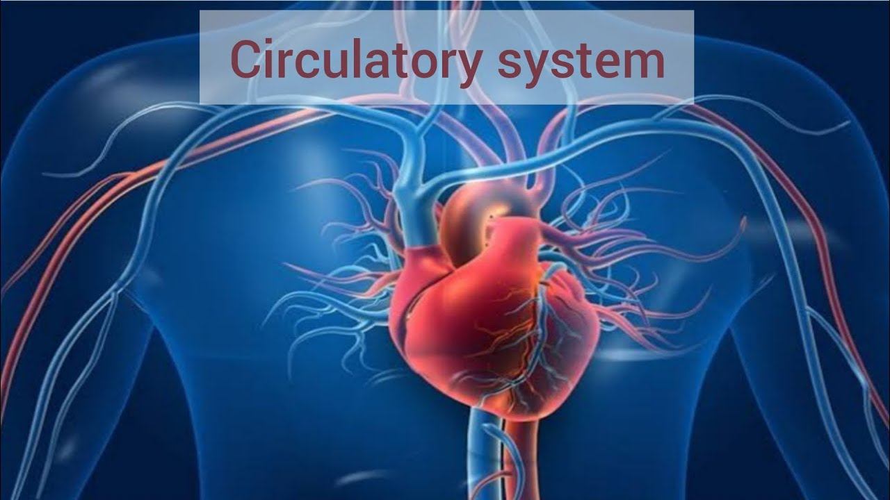 Circulatory system by Muhammad Adeeb Ahmad | online learning with Adeeb смотреть онлайн