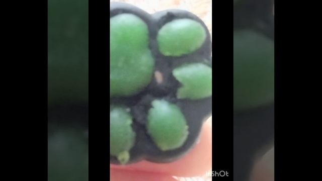 Сигма бой и таба лапка