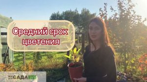 Вейгела миддендорфа желтая обзор