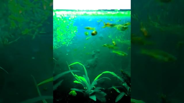 Гуппи эндлера смотреть онлайн