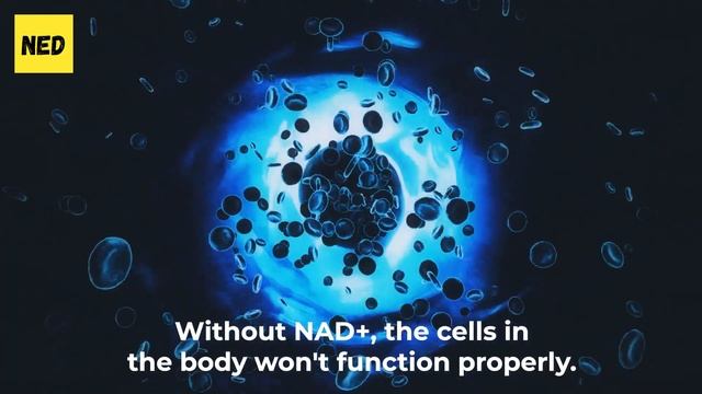 TOP 6 Longevity Supplements You Must Add to Your Diet to Reverse Aging! смотреть онлайн