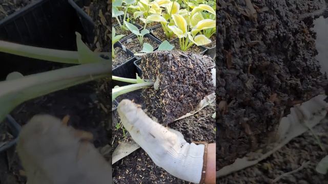Результат деления хосты смотреть онлайн