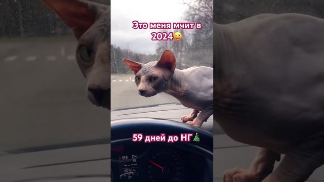 Несёт в 2024 #нг2024 #happynewyear #happynewyear2024 #dance #animals #cat #monicaajami #viral смотреть онлайн