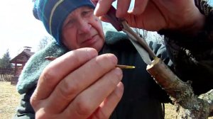 прививка черешни на вишню