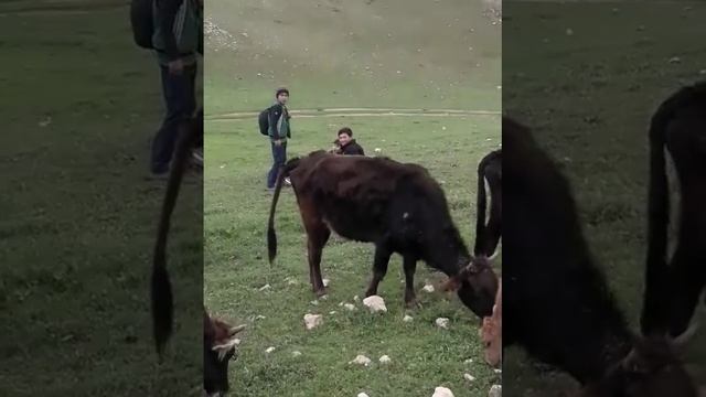 каратов ана пагода смотреть онлайн