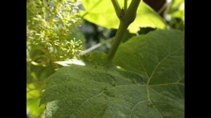 Обработка винограда до цветения