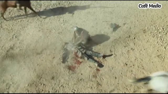 Las crónicas de Mojtar Episodio 37 смотреть онлайн