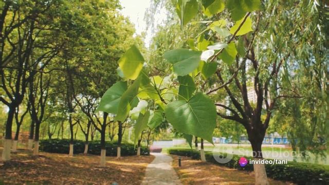 some beautiful trees from the Asian continent смотреть онлайн