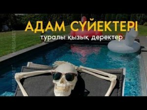 Адам сүйектері туралы қызық деректер/Анатомия