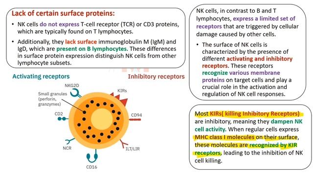 Natural killer cells | NK cell | Cells of immune system смотреть онлайн