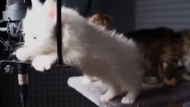 котята поют песню очень мило =3 смотреть онлайн