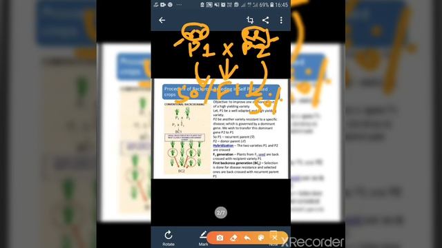 Back cross method: Dominant gene transfer смотреть онлайн