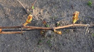 Удаление побегов-двойников на винограде