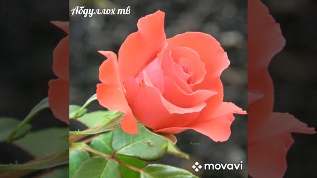 Имрузу💓Фардо💞набини❣хамин ишке💖 смотреть онлайн