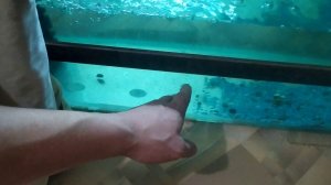золотистый коридорас нерест