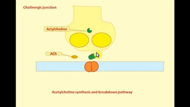 USMLE step 1 смотреть онлайн