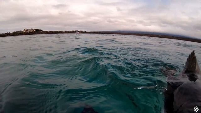 Silver Sea Galapagos Cruise смотреть онлайн