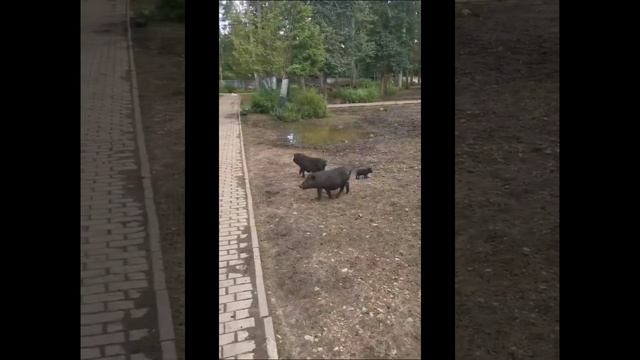 Ходят бродят по турбазе злые Кабаны!!! смотреть онлайн