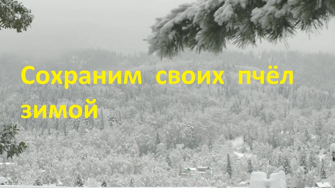 Некоторые причины неблагополучной зимовки пчел1 смотреть онлайн
