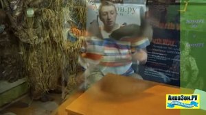 Чучела гусей Белолобый 3D SuperXPE