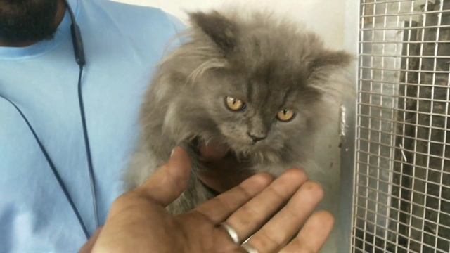persian cat for sale 3000 🔥 | persian cat customer review | Grey Cat | Cat Sale | Persian Cat 2022 смотреть онлайн