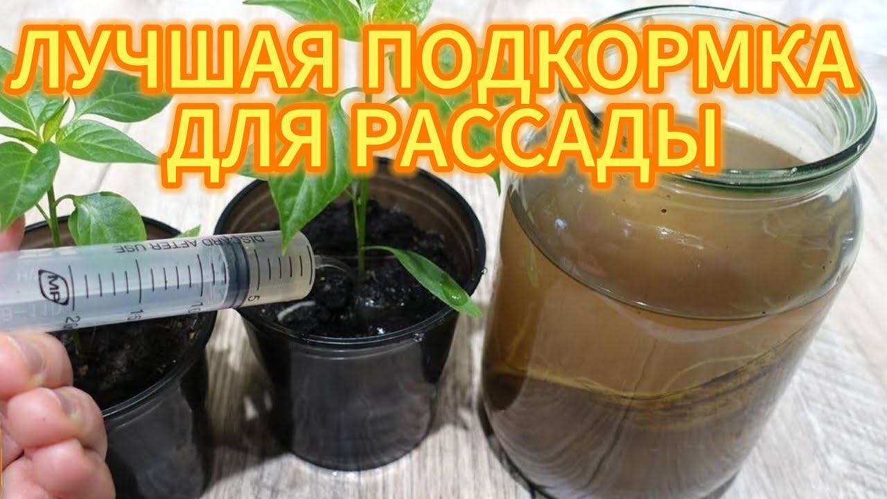 ЛУЧШАЯ ПОДКОРМКА ДЛЯ РАССАДЫ, ТЫ ЕЩЕ НЕ ЗНАЛ ОБ ЭТОМ??? смотреть онлайн