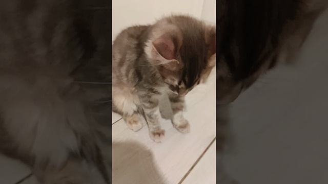 Знакомьтесь это мой котёнок Дымок🥰 смотреть онлайн