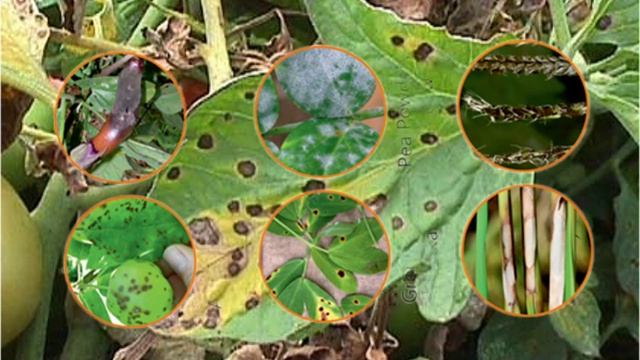 visma fungicide in uses|पी आई उघोग|pyraclostrobin 12.8%+boscolid 25.2%wg смотреть онлайн