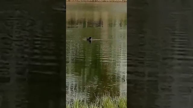 Утка лысуха ныряет в воду смотреть онлайн