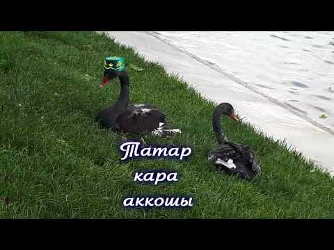 Кара аккошлар смотреть онлайн