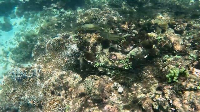 Lifecycle of the mouthbrooding Norfolk cardinalfish смотреть онлайн