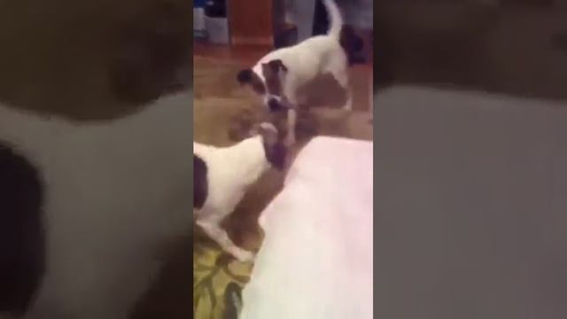 Фоксы перетягивают канат #Shorts смотреть онлайн