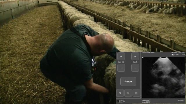 ULTRASOUND SCANNER IMAGO FOR SHEEPS смотреть онлайн