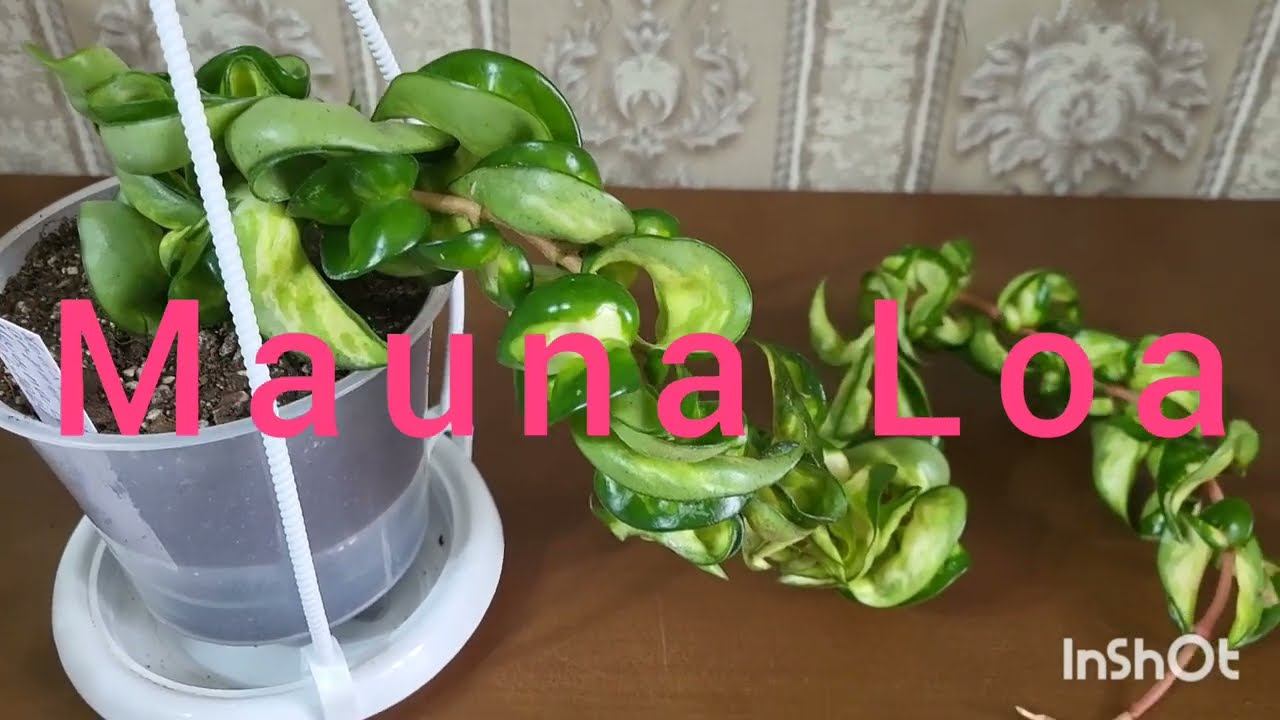 Хойя Карноза компакта Mauna Loa. 05.03.2024. смотреть онлайн