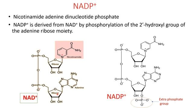 NAD+, NADP+, FAD  By Asst.  Prof.  Ranjana Sahu