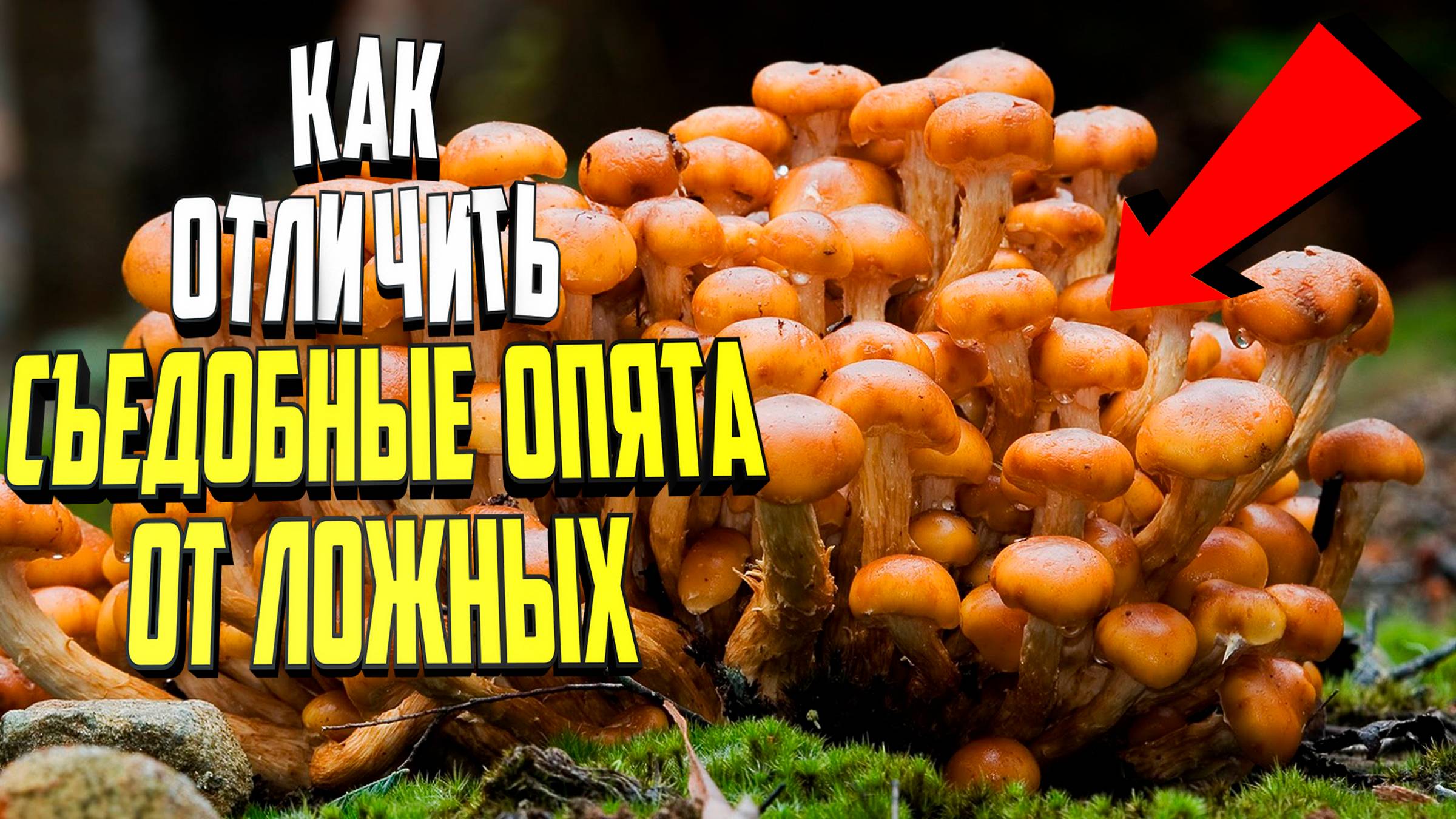 Как отличить съедобные опята от ложных смотреть онлайн