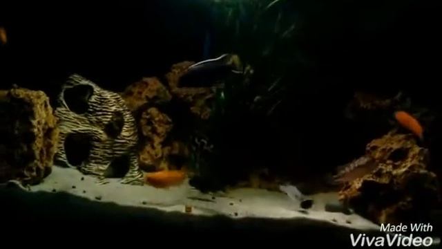 Мои малавийские цыхлиды смотреть онлайн