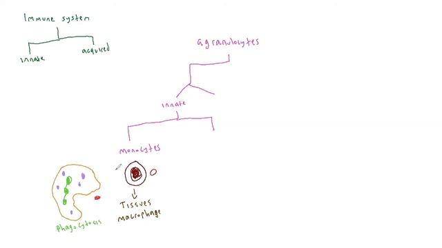 Immune System Lecture смотреть онлайн