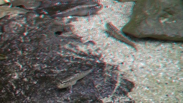 The fish who can go from water 3D anaglyph смотреть онлайн