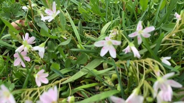 Plant Profile: Spring Beauty (Claytonia virginica) смотреть онлайн