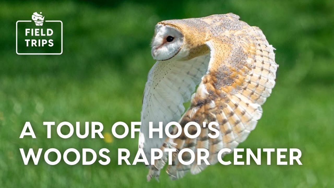 A Tour of Hoo's Woods Raptor Center смотреть онлайн