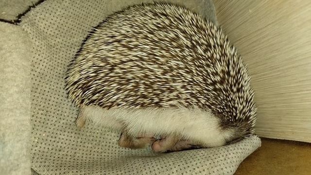 😱Как храпит ёжик 😅. How Does A Hedgehog Snore? #ezhikafro #hedgehog #cutebaby #animals