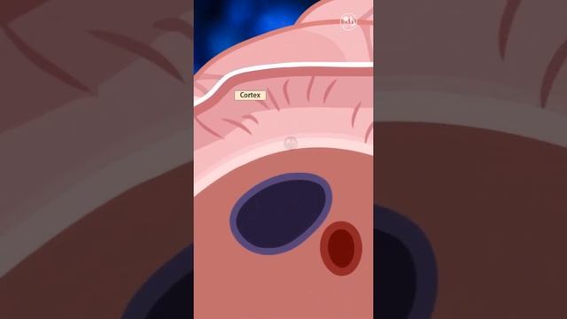 Adrenal Gland || Quick Revision смотреть онлайн